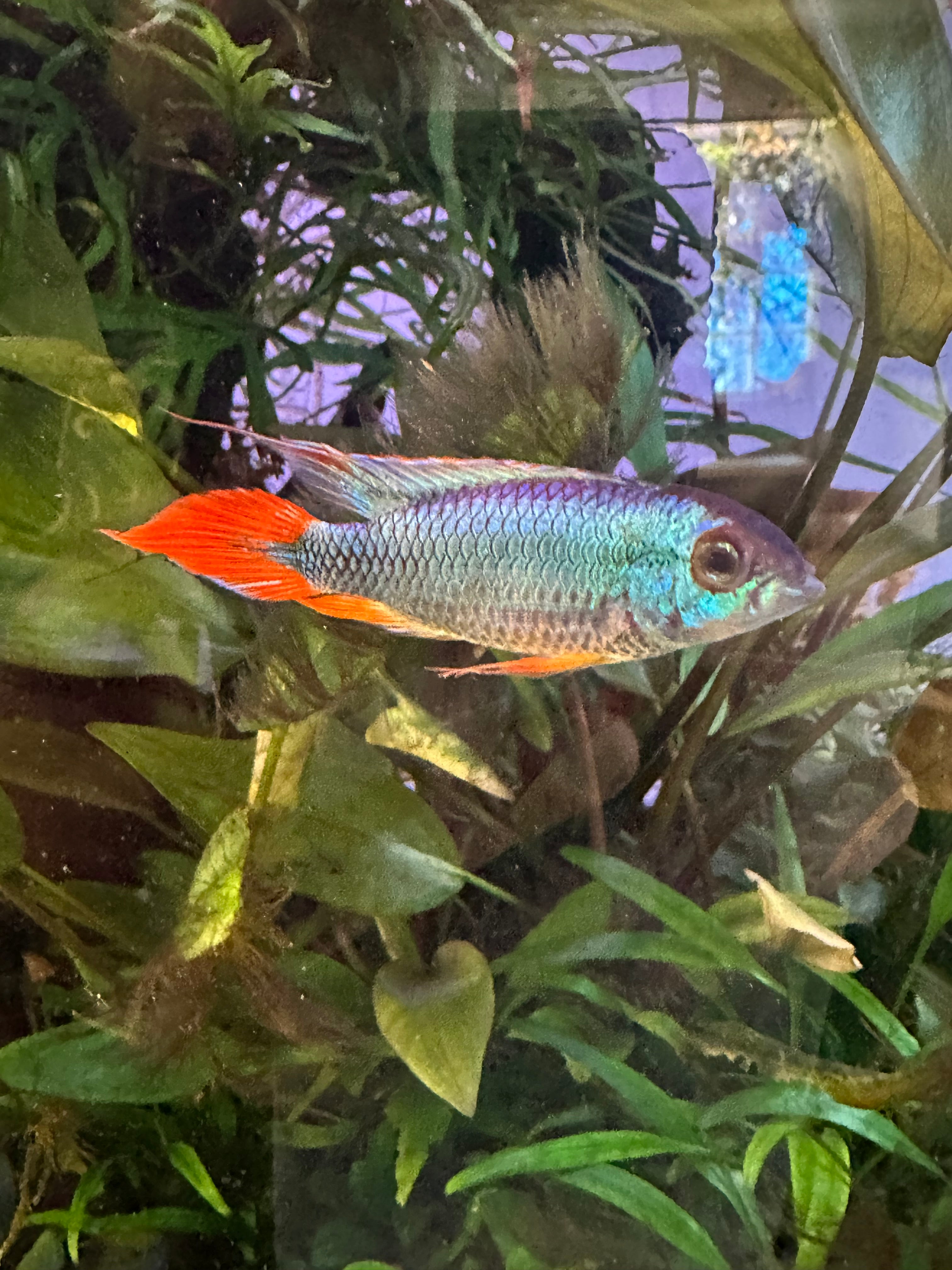 Blue Flame Apistogramma Agassizi