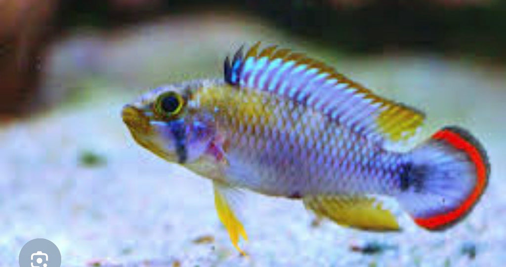 Panduro Apistogramma