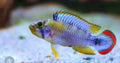 Panduro Apistogramma
