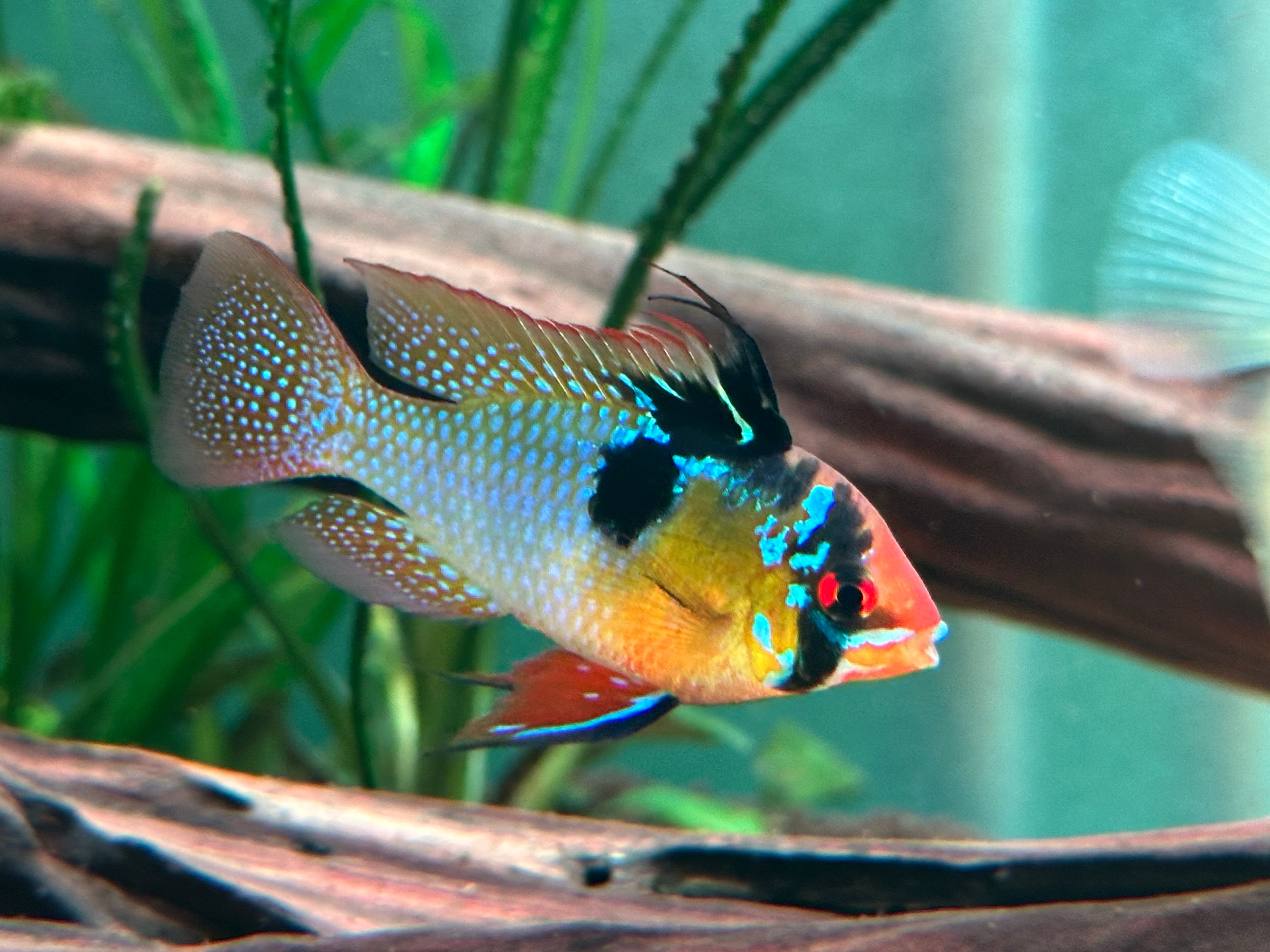 German Blue Ram