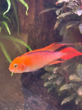 Fire Red(Gold) Apistogramma Agassizi