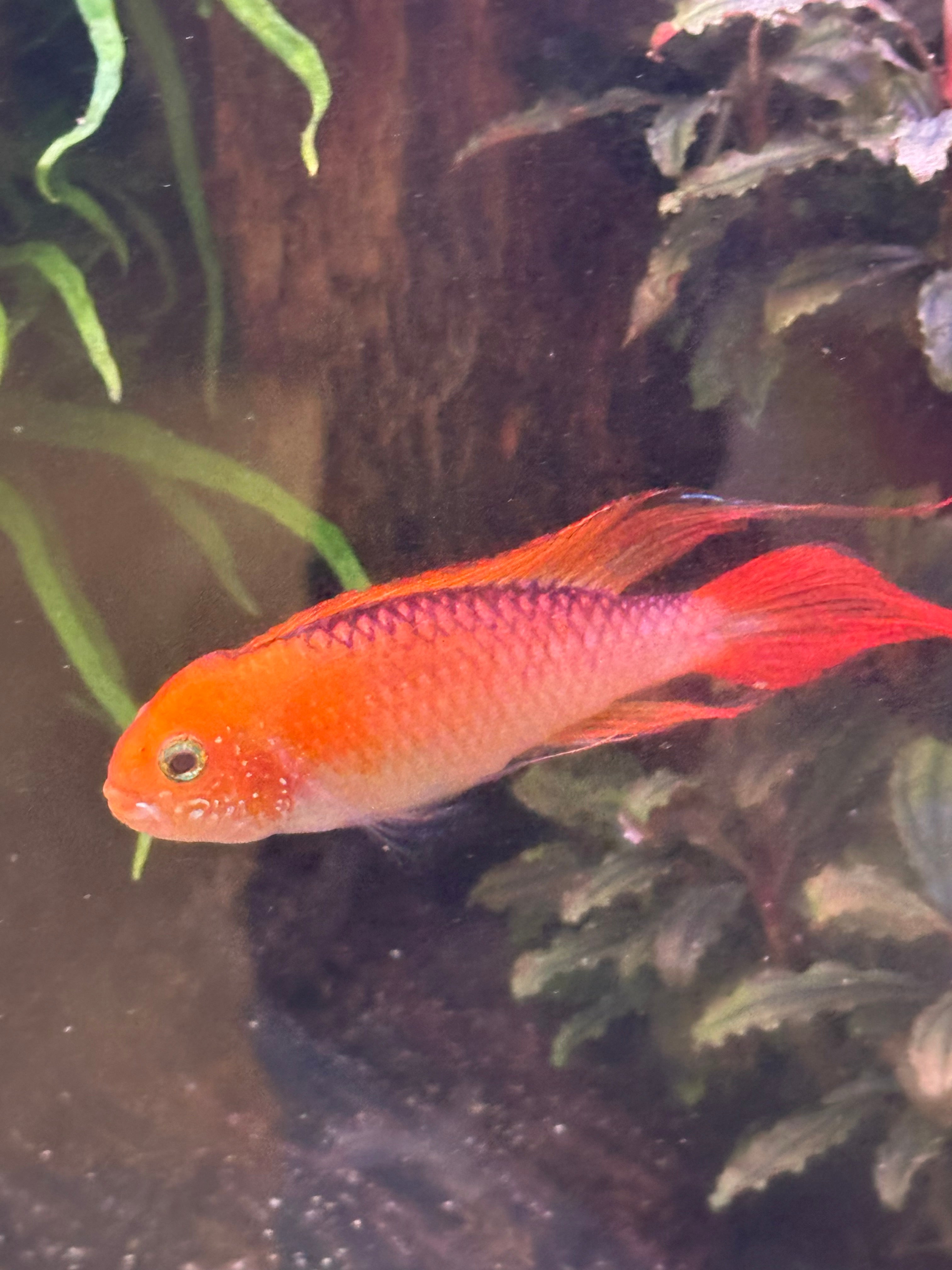Fire Red(Gold) Apistogramma Agassizi