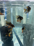 Black German Ram