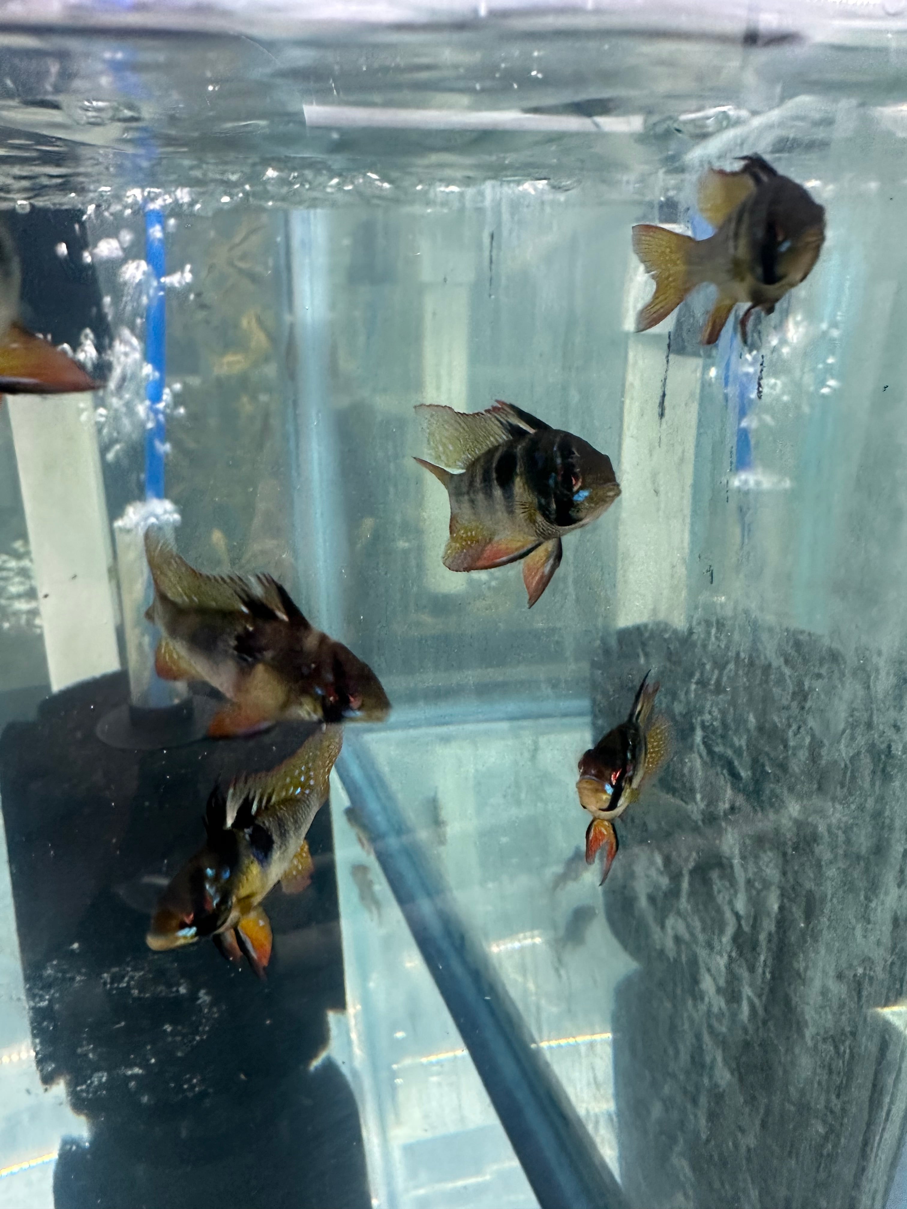 Black German Ram