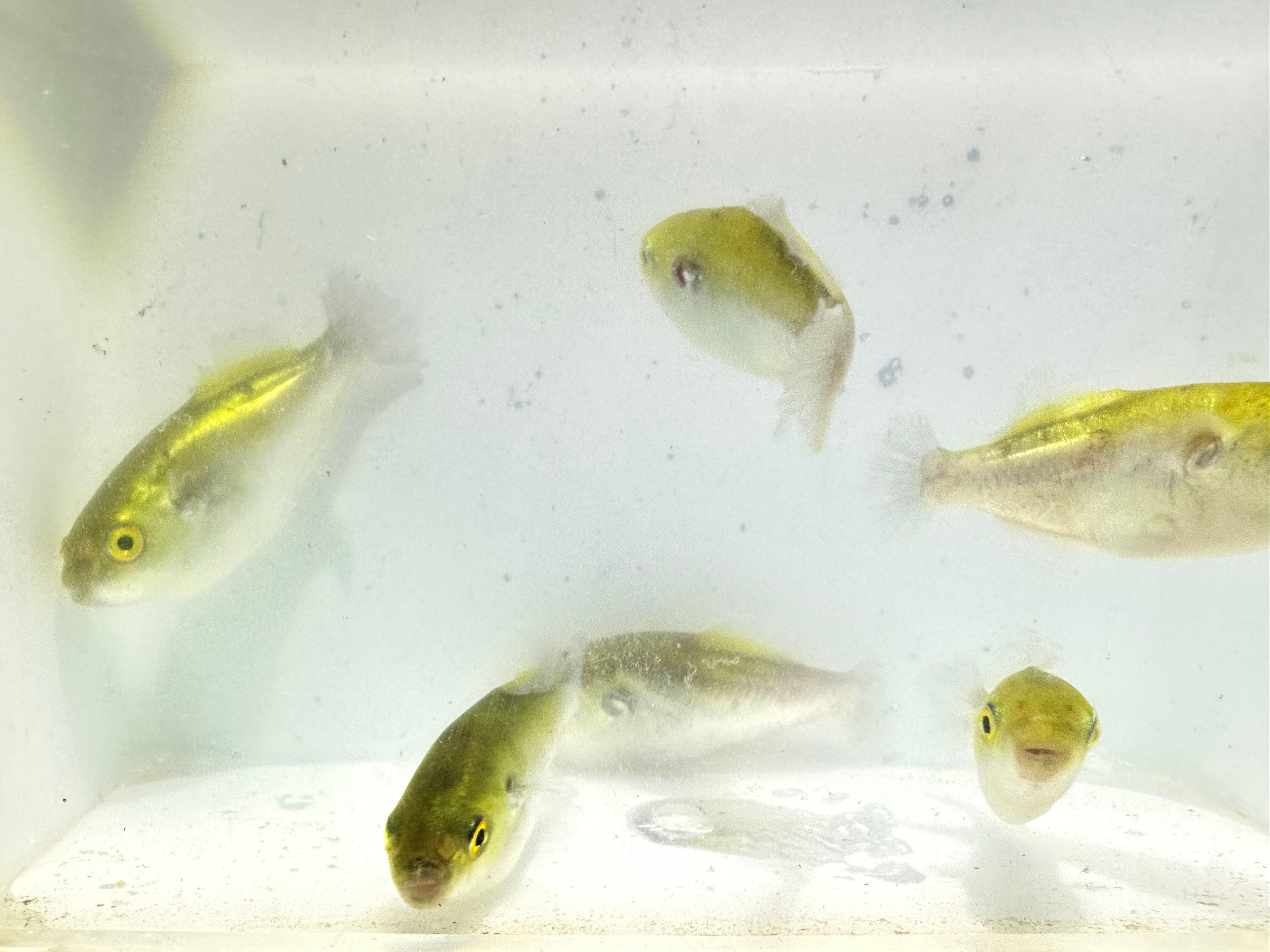 Golden Avocado Puffer (Auriglobus modestus)