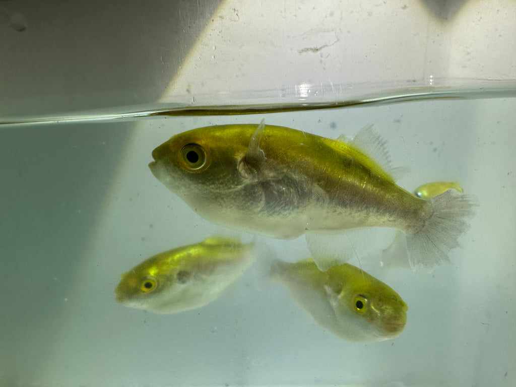 Golden Avocado Puffer (Auriglobus modestus)