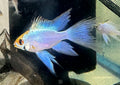 Longfin Electric Blue Ram