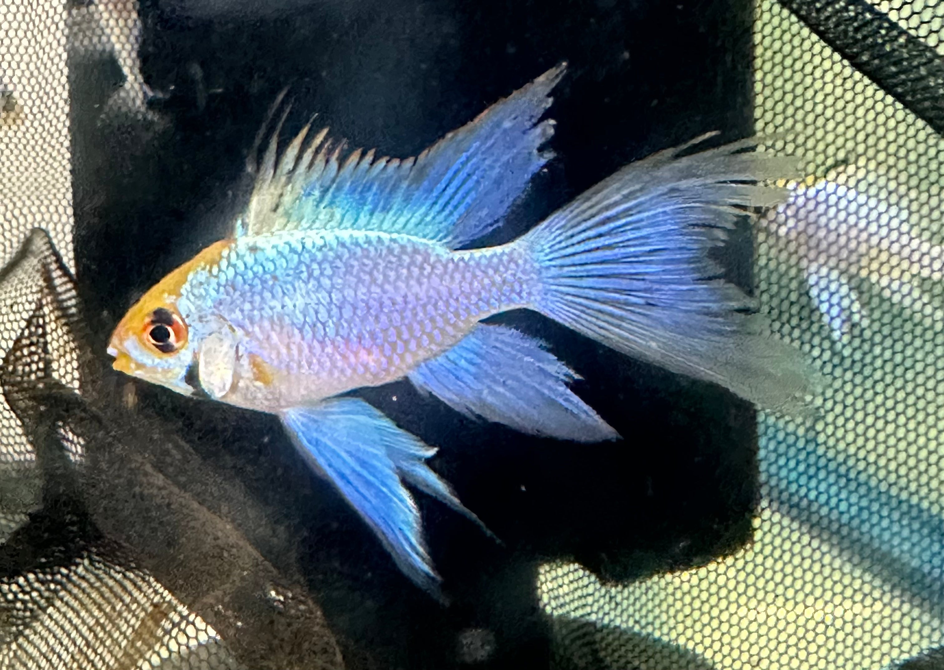 Longfin Electric Blue Ram