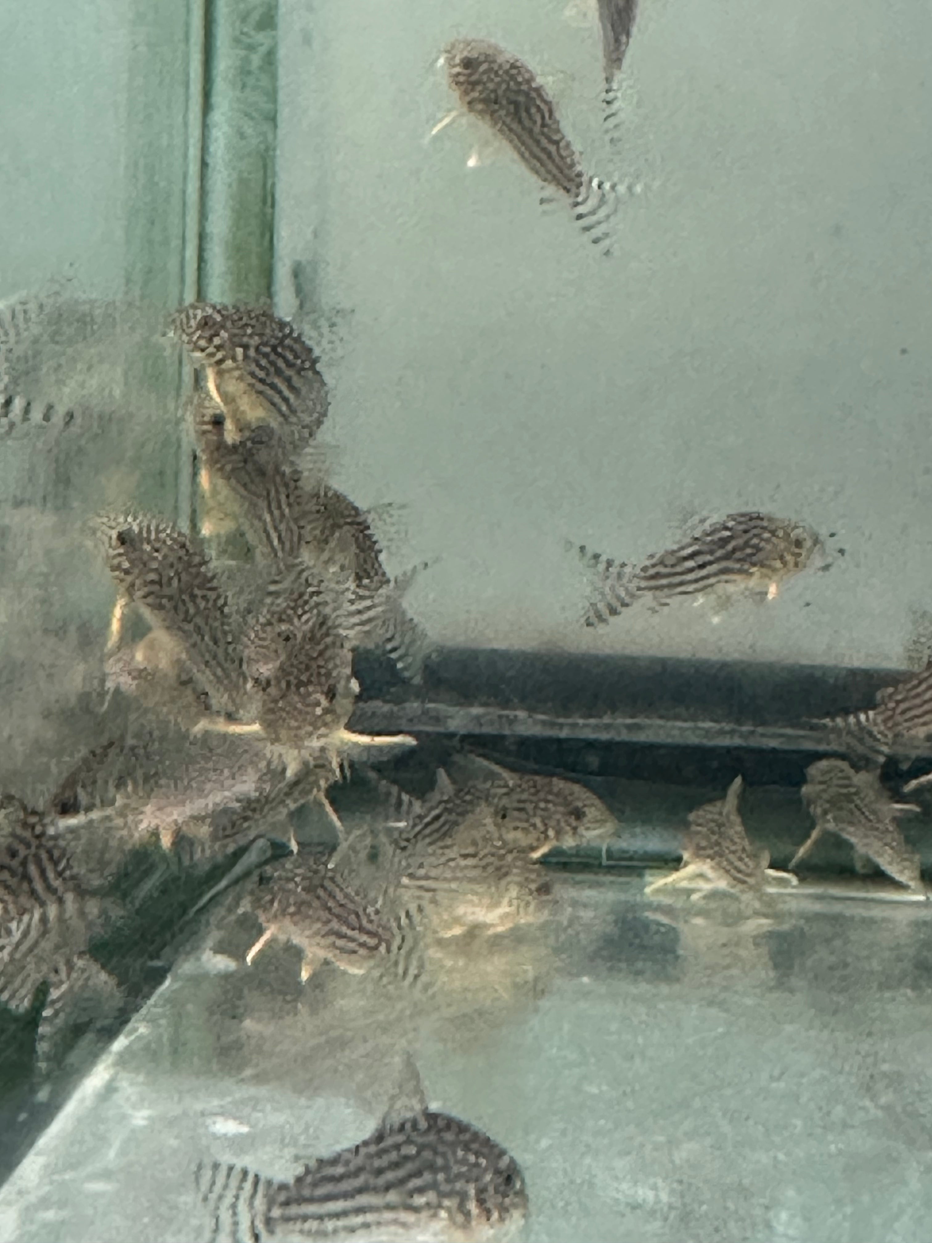 Wild Caught Sterbaii Corydoras