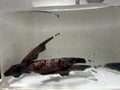 Dalmatian Ghost Knife Fish