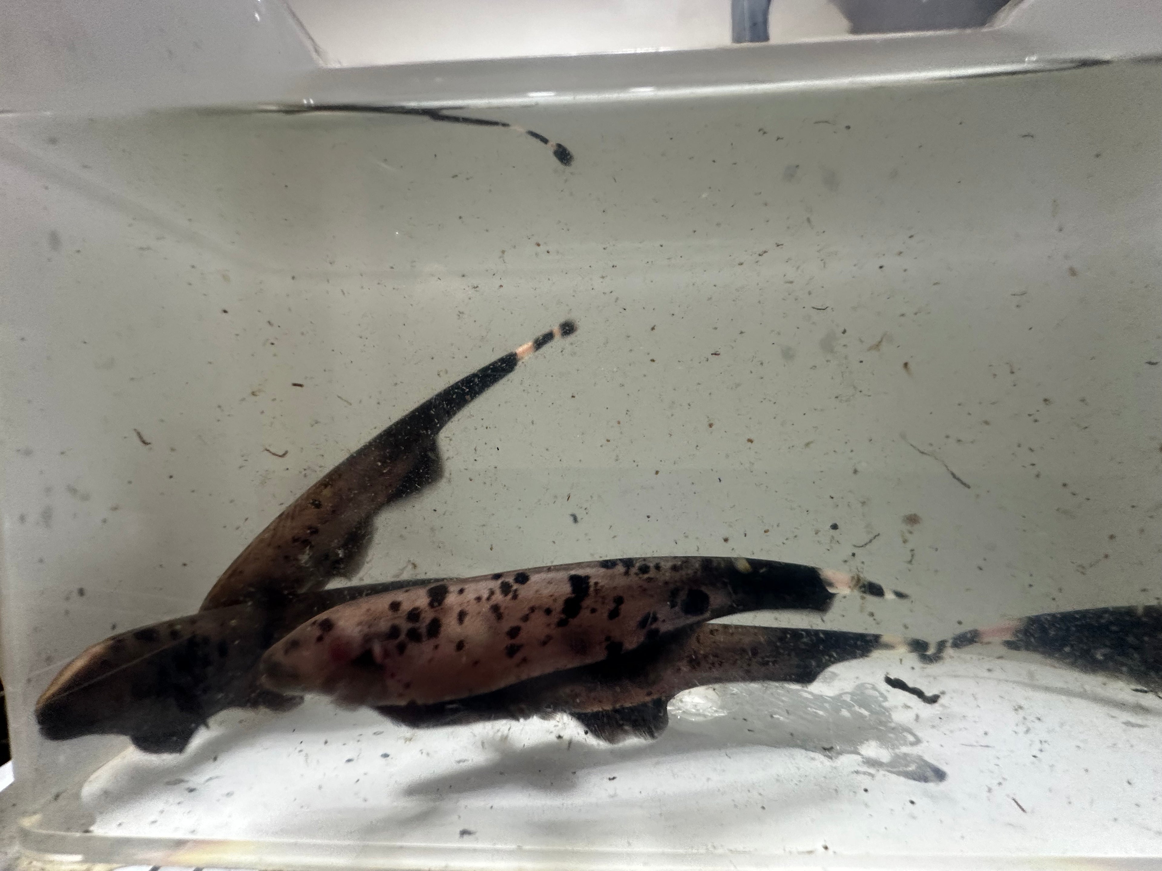 Dalmatian Ghost Knife Fish