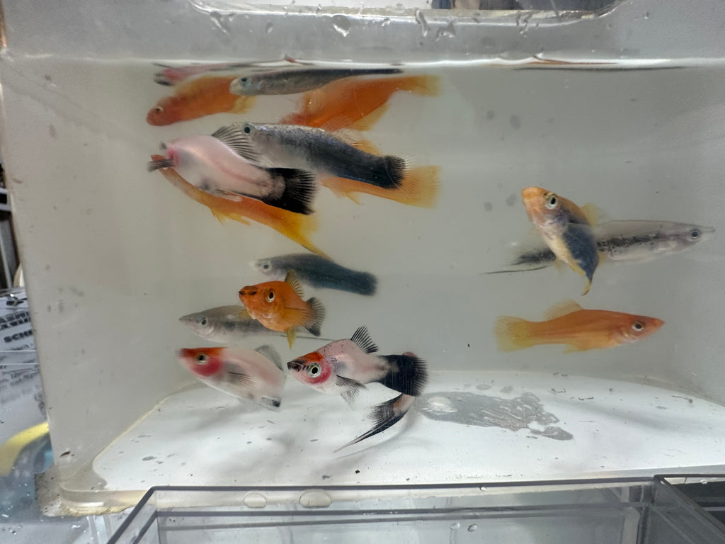 Swordtails