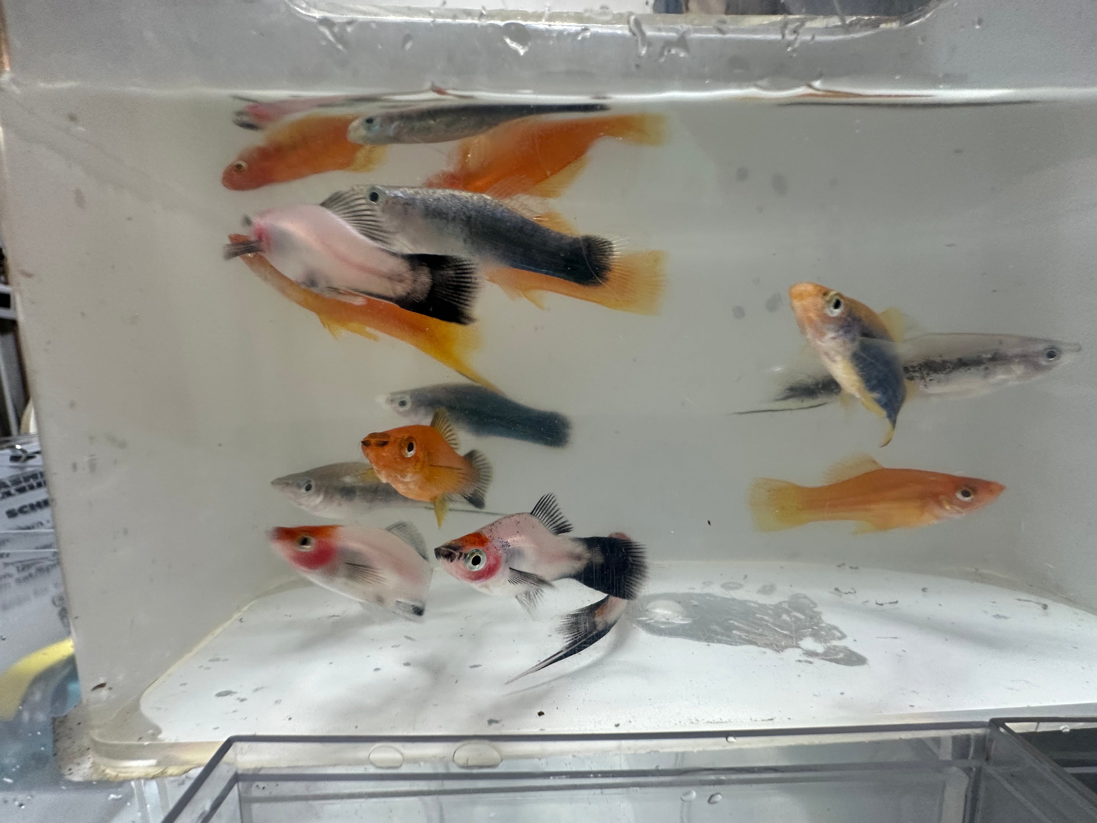 Swordtails