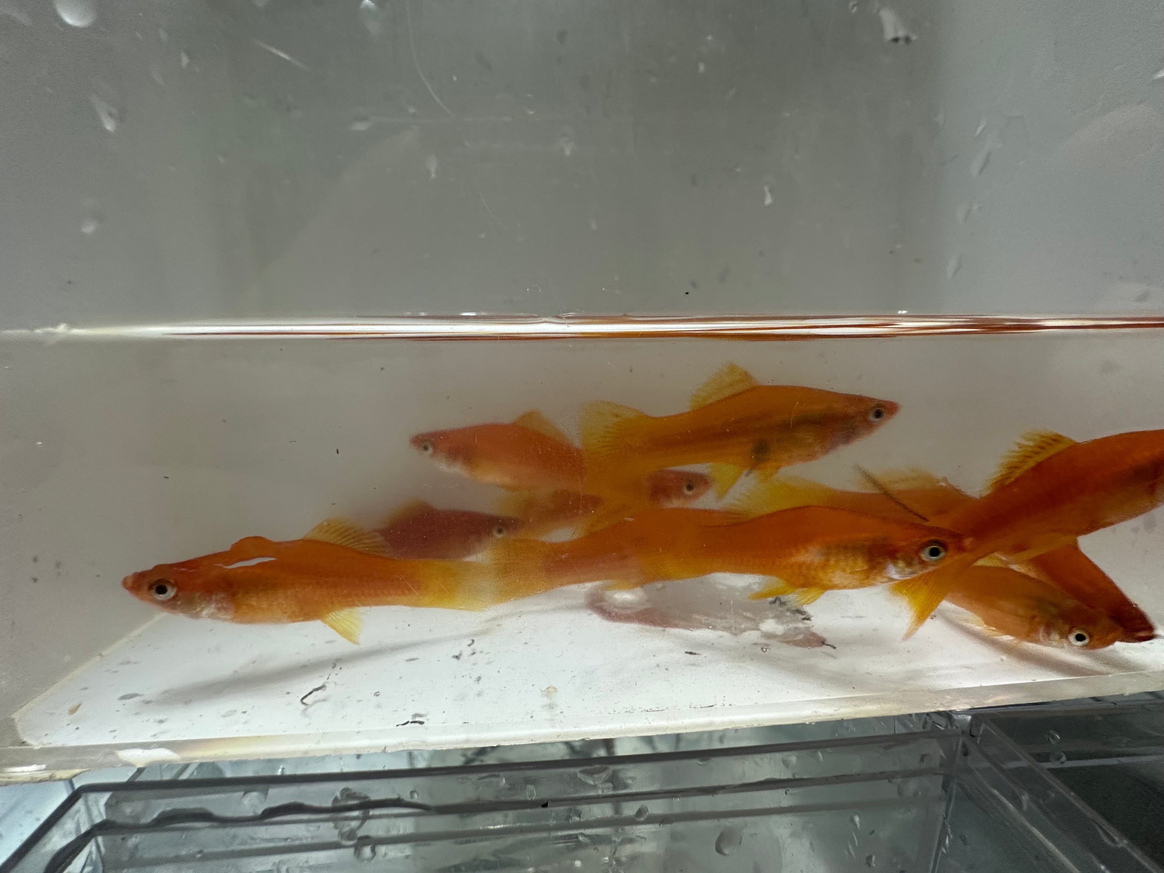 Swordtails