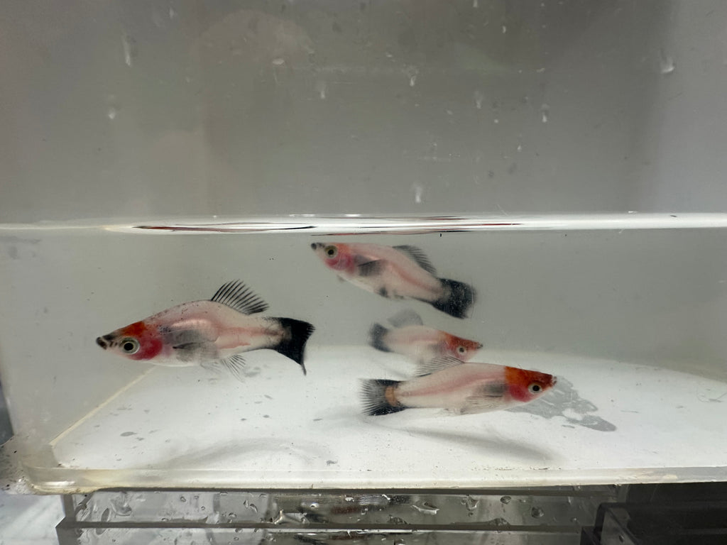Swordtails