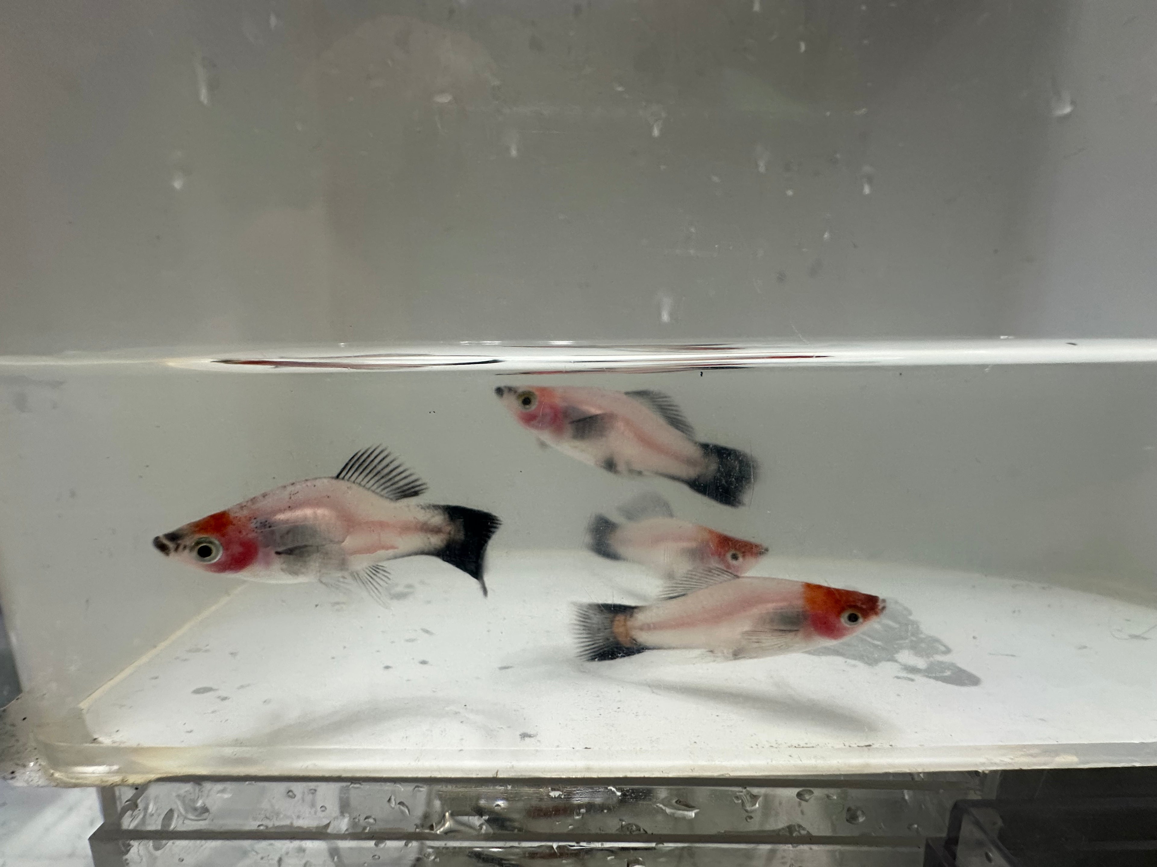 Swordtails