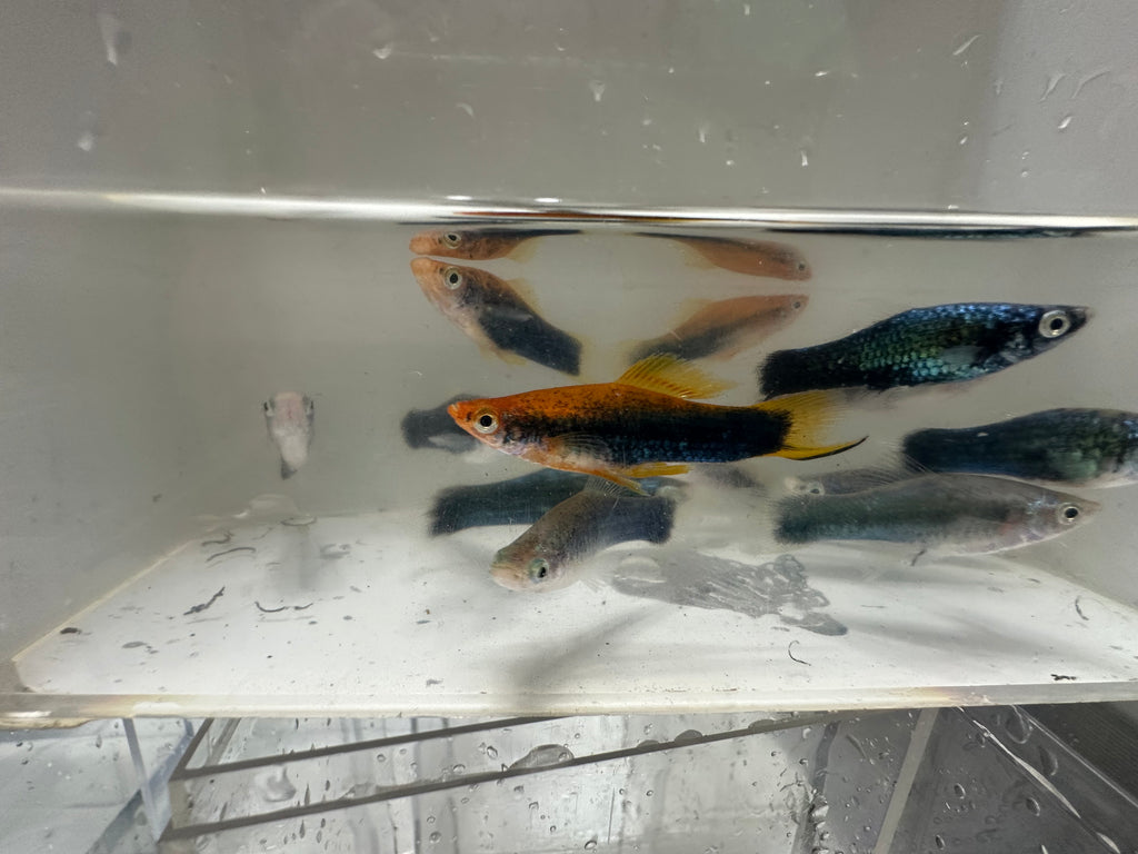 Swordtails