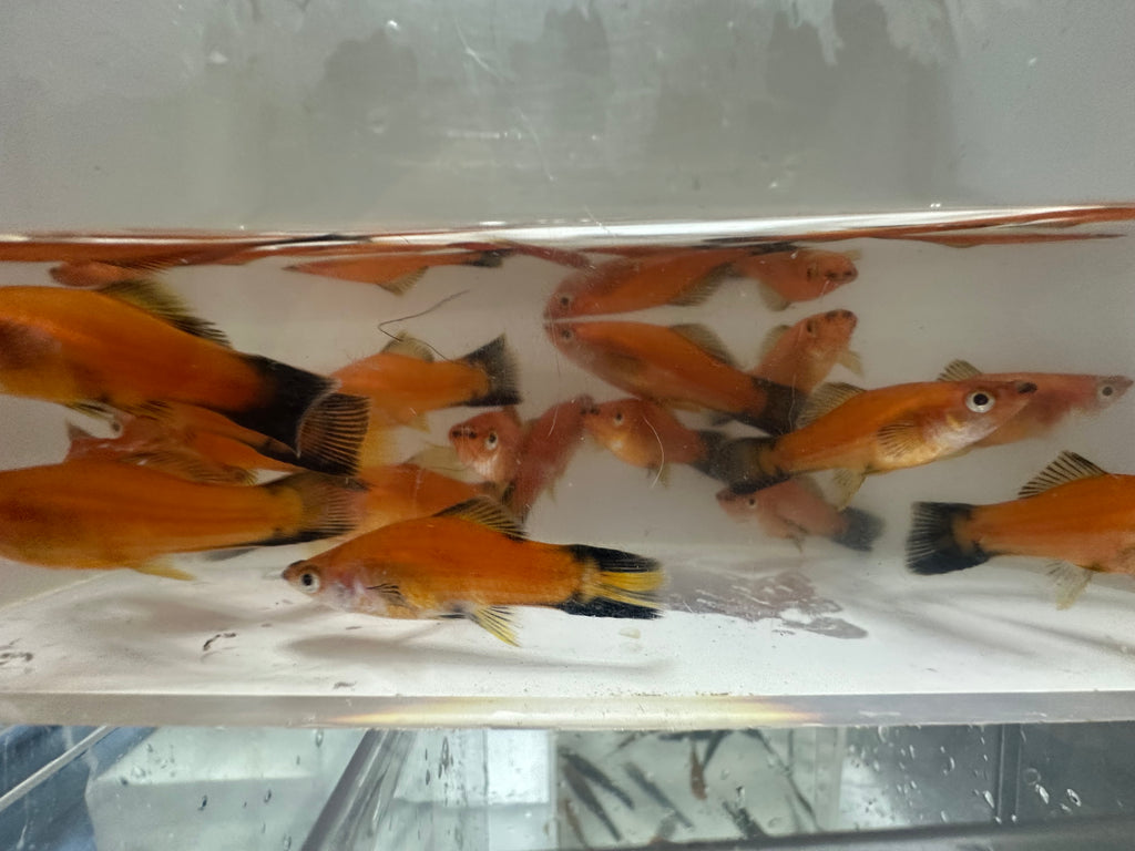 Swordtails