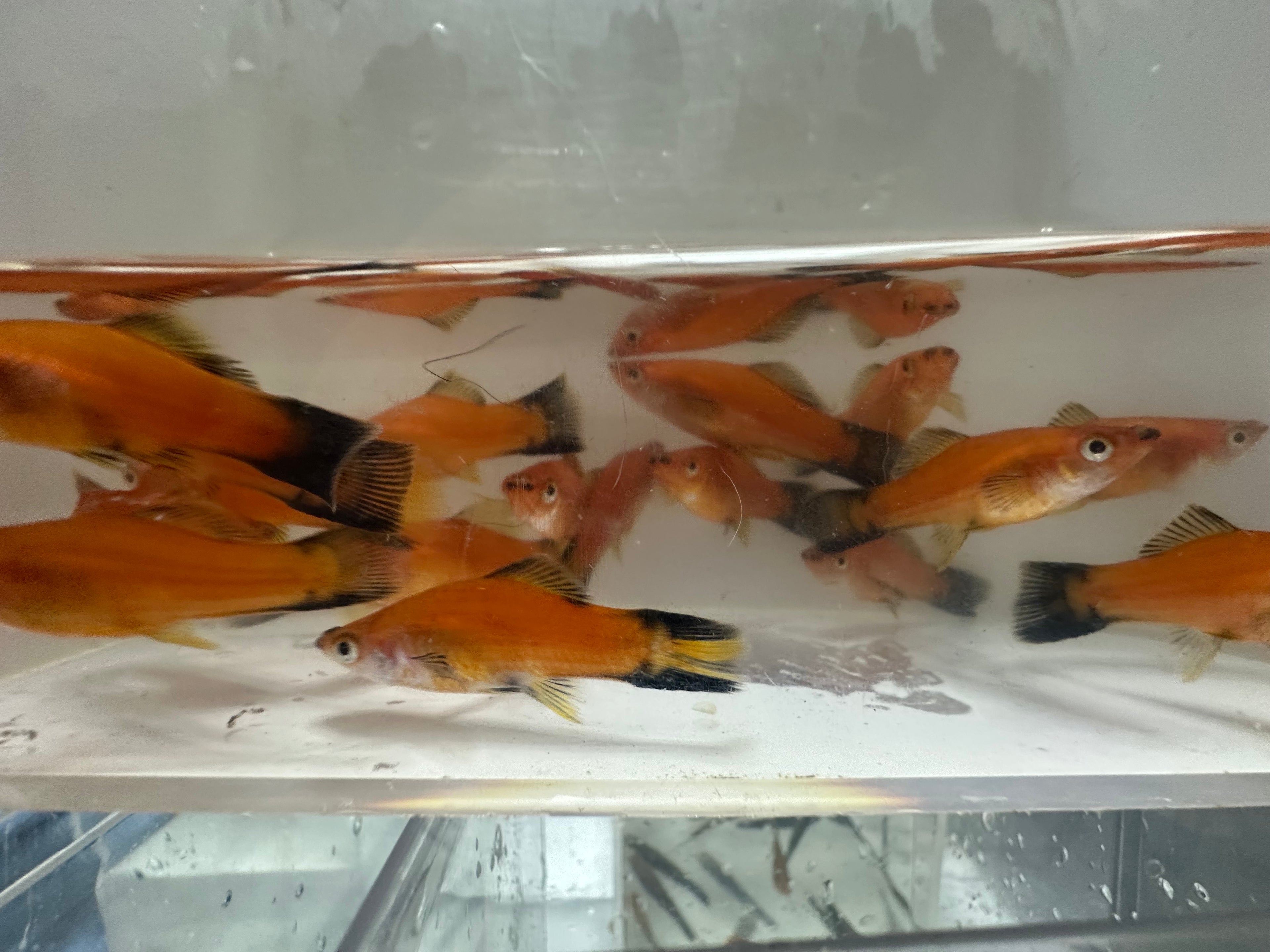 Swordtails