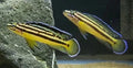 Julidochromis Marksmithi