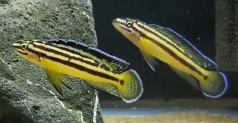 Julidochromis Marksmithi
