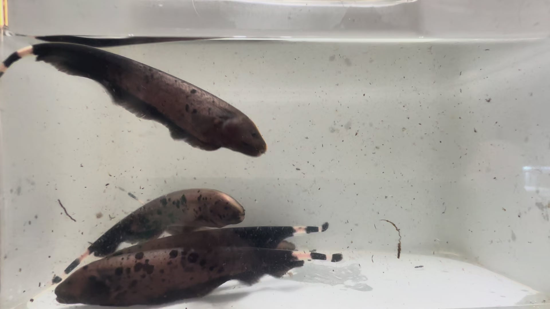 Dalmatian Ghost Knife Fish